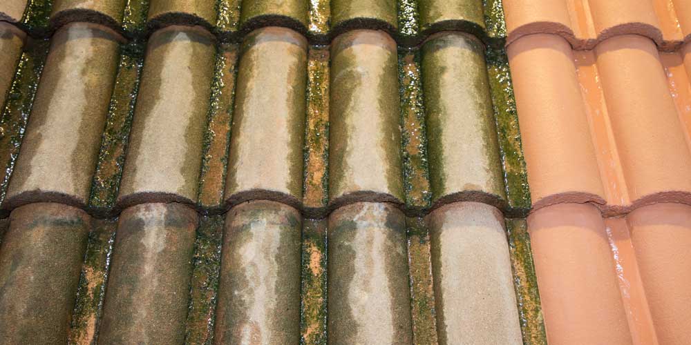 prevent roof mold